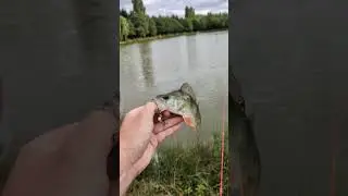 les perches sont dans le lac ! #fishing #perche #pêche