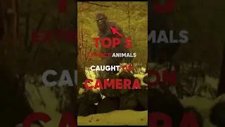 Top 5 Extinct Animals Caught on Camera! 📸