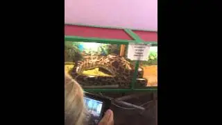 ШОК!!! Змея душит кролика!!!