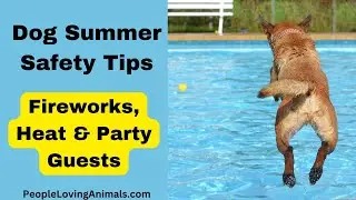 Dog Summer Safety Tips | Dogs and Fireworks | Keep Your Dog Cool in Summer 