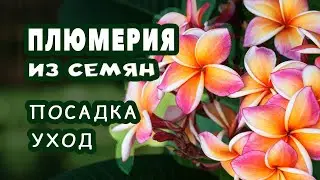 Плюмерия. Проращивание семян. Мой опыт выращивания плюмерии