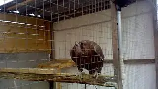 Соколы в Украине