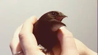 Птица залетела в окно