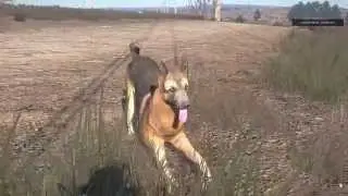 Arma 3 Epoch | Друг человека