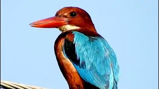 Asian birds sounds and chirping I Kingfisher sounds | Koel bird sounds | Bulbul sounds | Dove sounds