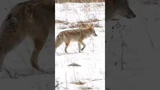 breaking news for RMNP 2024! tap for full video