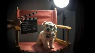 My Top 10 Dogs In Movies