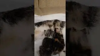 Mother cat feeds her children