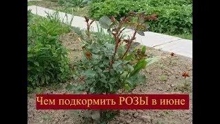 ЧЕМ ПОДКОРМИТЬ  РОЗЫ В ИЮНЕ (10.06.2017)