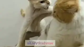 Прикол Автор Ali.Seytkadyrov