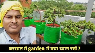 Garden Care Tips for Rainy season || Home garden