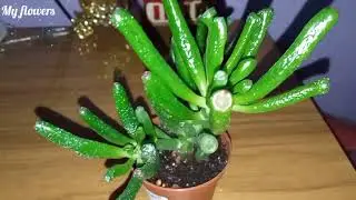 Crassula Hobbit: Care at home