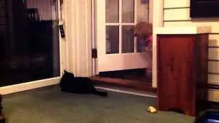 Stop ignoring me!! Golden retriever has something important to say to cat ;)