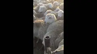 Купка овец