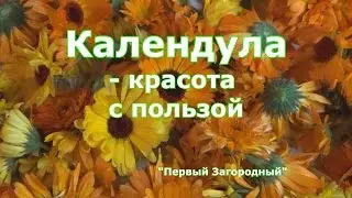 Календула против вредителей.  Красота и польза ноготков