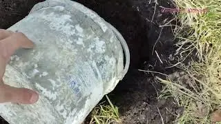 Пересаживаю Тую