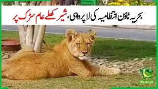 Lion Roaming on the streets of Bahria Town