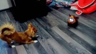 Чихуахуа против Furby boom
