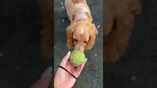 Я СОБСТВЕННИЦА