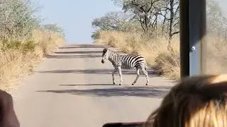 Safari trip in South Africa