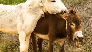 Donkey looking for the donkey ।  Burra buscando al burro