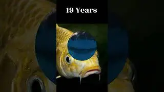 Life Span of Animals #trending #viral #youtubeshorts