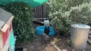Wild Birds and Chickens - Watch Out!