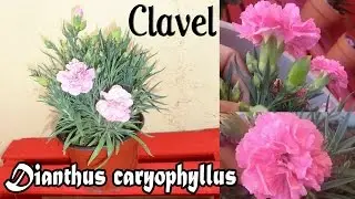 Trasplante, cuidados y morfología del Clavel // Dianthus caryophyllus