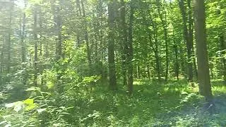 Українські джунглі