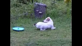 Jack Russell Terrier plus Frisbee equals Family Fun