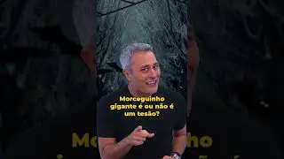 Esse MORCEGO é do tamanho de uma PESSOA