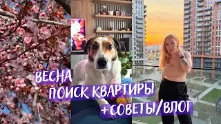 BELGRADE 2026: Moving with a Dog and the March Weekdays