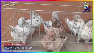 ALMOND KINGS - SHOWKING || GREAT COLOR COLLECTION by CORNEL LAZA - Romania |🕊Pigeons