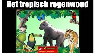 Het tropisch regenwoud inkijkexemplaar groep 7/8