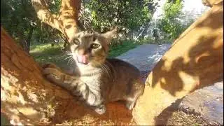 Cat in x0.5 #cat