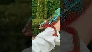 Какие еще плюсы хамелеонов вы знаете? 