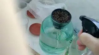 Растения без хозяина