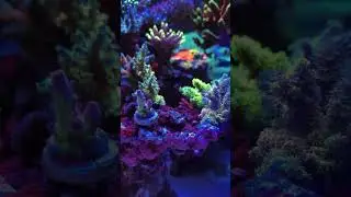 My 3.5 year old reef tank. #aquarium #reef #fish #coralreef #coral #reeftank #reefaddict #fishtank