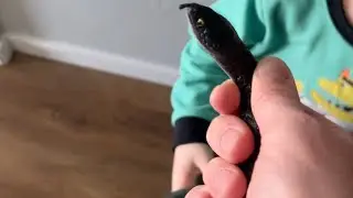 February 2021 Scares! New Fake Snake :)