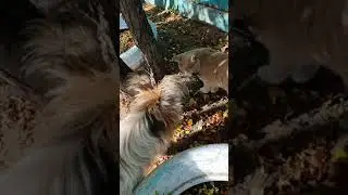 Охотники. Муся поймала птичку,Бади и Тимка пытаются отобрать.