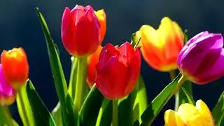 'Bluesy  Spring'