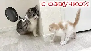 Funny animals! Funniest Cats and Dogs - 44