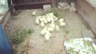 Маленькие Цыплята
