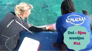 Dol-fijne weetjes #11 Het verschil tussen een vrouwtjes en een mannetjes dolfijn!