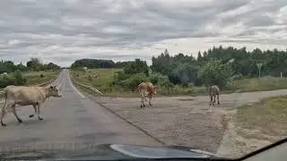 🐄 ходят по проезжей части