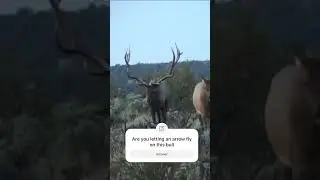 Who dreams of a bull like this walking right at you?