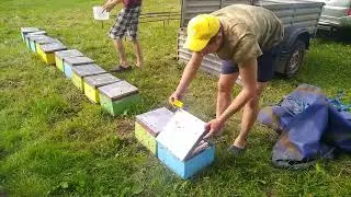 гости на пасеке!
