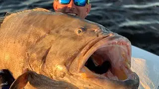 GROUPER Catch Clean and Cook ( SPEARFISHING For GAG GROUPER )