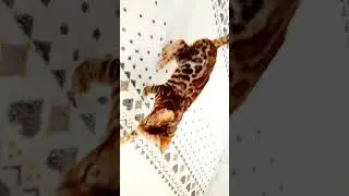 Bengal kitten showing off its beauty. Бенгальське кошеня хвалиться своєю красою