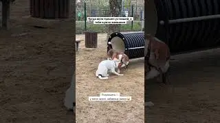 #собаки #веселыевидео #милоевидео #смешноевидео #популярное #хаха #прикол #животные #shortvideo